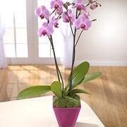 Orchid Plant in container